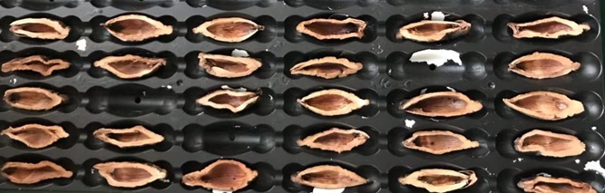 檳榔口味是如何利用高新技術(shù)加工的？